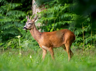 Roe Buck at edge of the woods