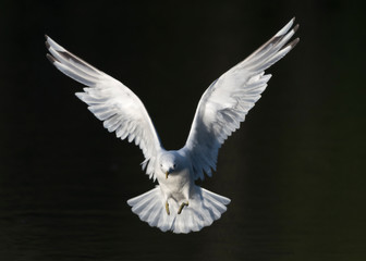 Mew Gull fishing in Anchorage Alaska