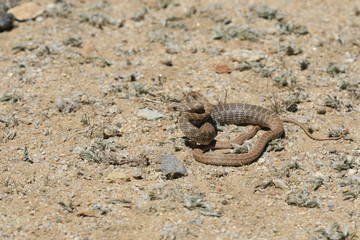 détail serpent du désert maroc