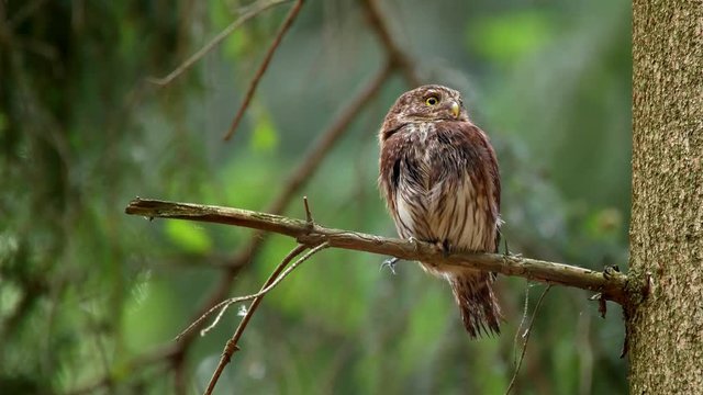 Eurasian pygmy owl calling