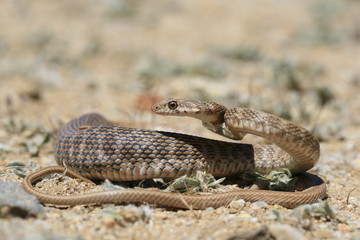 Serpent au maroc