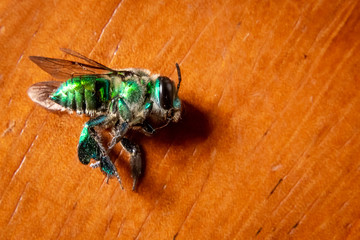 Fluorescent green fly