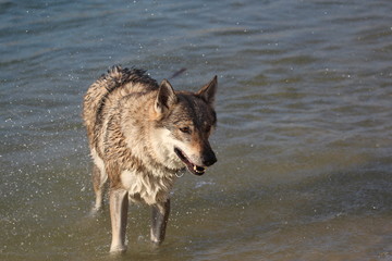 Wolfdog adventure