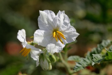 Fototapeta na wymiar Flower of of a sticky nightshade, Solanum sisymbriifolium,