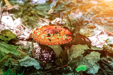 fly agaric mushroom
