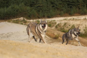 Obraz premium Wolfdog adventure