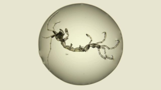 zooplankton of the Black Sea under a microscope. Skeleton shrimp or sea goats, Caprellidae, a family of crustaceans from the order Caprellida, lead a bottom lifestyle, omnivores, stand out with a
