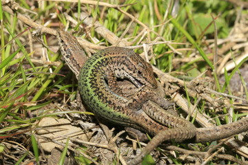 accouplement lézard, reproduction