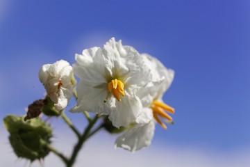 Flower of  of a sticky nightshade, Solanum sisymbriifolium,
