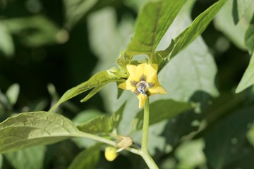 Flower of a creeping false holly, Jaltomata procumbens