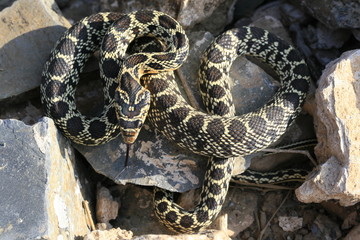 Couleuvre à échelon Zamenis scalaris