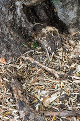 A sheep skeleton lies under the olive tree