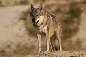 Obraz premium Wolfdog adventure