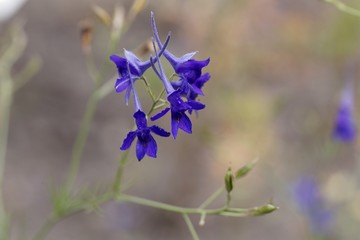 Forking larkspur, Consolida regalis.