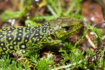 Lezard ocellé juvénile Timon lepidus