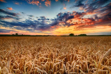 Fotobehang Mooie zomerse zonsopgang boven korenvelden © Piotr Krzeslak