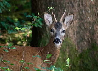 Roebuck front facing