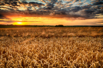 Beautiful summer sunrise over wheat fields © Piotr Krzeslak