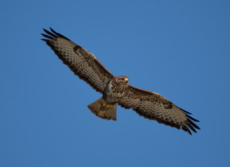 Common Buzzard in flight