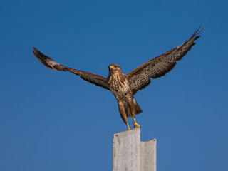 Common Buzzard taking off
