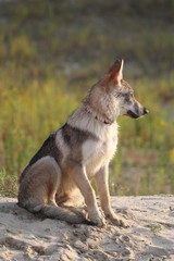 Wolfdog adventure