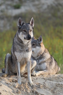 Wolfdog adventure