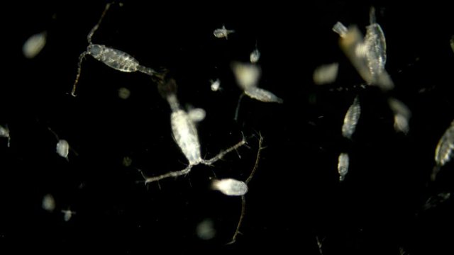 zooplankton of the Black Sea under a microscope. Copepoda family of crustaceans from the order Calanoida, the most important component of zooplankton of the seas and ponds, are of great importance, as