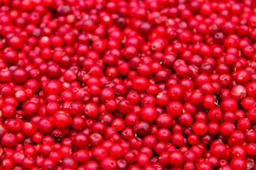 Background of ripe red lingonberry (cowberry, partridgeberry)