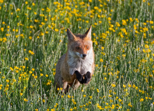 Red Fox jumping in field with flowers