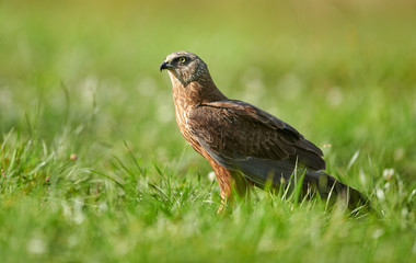 Marsh harrier (Circus aeruginosus) - male