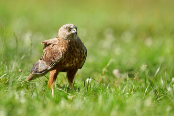 Marsh harrier (Circus aeruginosus) - male