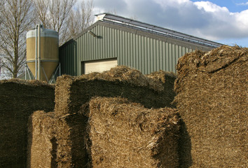 Silage. Feed for cows. Farming. Roughage. Silage hump. Cattle barn and silo. Netherlands. 