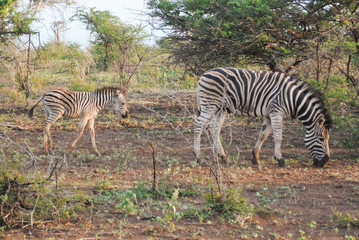 Fototapeta na wymiar Wild Zebras in South Africa