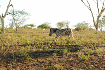 Fototapeta na wymiar Wild Zebras in South Africa