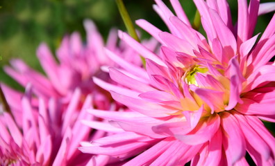 Dahlie in Pink im Garten