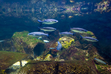 Fototapeta na wymiar Underwater landscape with coral reef and fish.