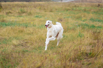 Russian greyhounds in nature, autumn dog walk