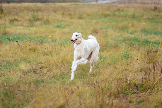 Russian greyhounds in nature, autumn dog walk