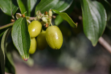 cornelian cherry