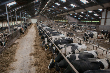 Cows at stable. Netherlands. Farming. Modern Dutch farm. Netherlands. Cows eating roughage. Cows...