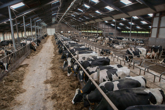 Cows at stable. Netherlands. Farming. Modern Dutch farm. Netherlands. Cows eating roughage. Cows eating silage.  Feed gate. Cattle breeding.
