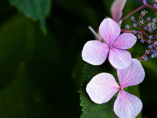 Soft pink Hydrangea flower isolated on natural dark green background. Shallow depth of field for dreamy feel.