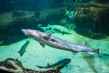 Underwater landscape with coral reef and fish.