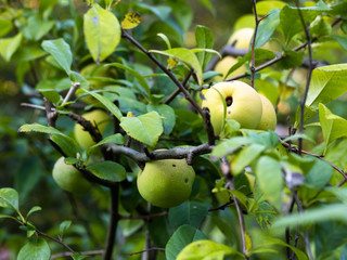 Fruits of wild apple (Malus sylvestris) ripening on apple tree branch during late summer or early autumn.