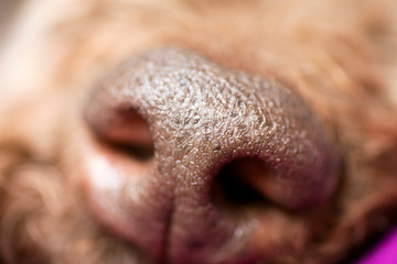 Brown dog nose macro portrait lagotto romagnolo fifty megapixels high quality