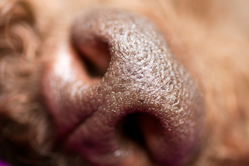 Brown dog nose macro portrait lagotto romagnolo fifty megapixels high quality