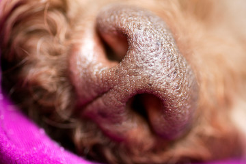 Brown dog nose macro portrait lagotto romagnolo fifty megapixels high quality