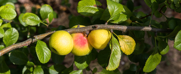 Fruits of wild apple (Malus sylvestris) ripening on apple tree branch during late summer or early autumn.