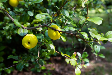 Fruits of wild apple (Malus sylvestris) ripening on apple tree branch during late summer or early autumn.