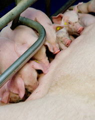 Pigs in the stable. Netherlands